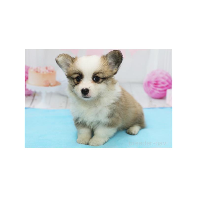 成約済の神奈川県のウェルシュコーギーペンブローク-405195の1枚目